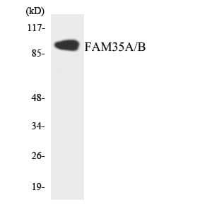 Polyclonal Rabbit anti-Human FAM35A Antibody (aa376-425, WB)