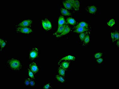 SERINC1 Antibody