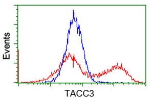 ERIC-1 / TACC3 Antibody (clone OTI1E11)