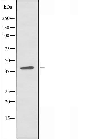 PGD Antibody