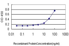 IHC-plus™ DNAJC10 Antibody (clone 3C4)