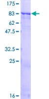 Human ZNF461 Protein (Recombinant GST)