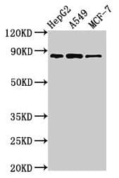 GLE1 Antibody