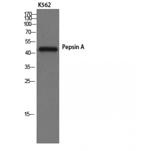 Pepsin Antibody (Internal)