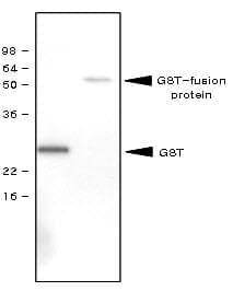 GST / Glutathione S-Transferase Antibody (clone 1E5)