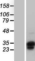OVOL1 Protein (Over-Expression Lysate Myc-DDK (Flag))