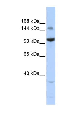ZBTB40 Antibody (aa1115-1164)
