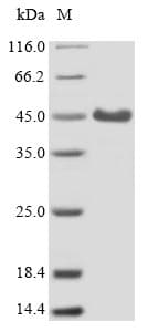 Mouse CR1L / CRRY Protein (Recombinant 6His, N-terminus)