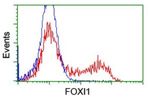 FOXI1 Antibody (clone OTI1D4)
