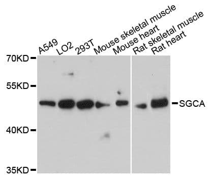 Polyclonal Rabbit anti-Human SGCA / DAG2 Antibody (WB)