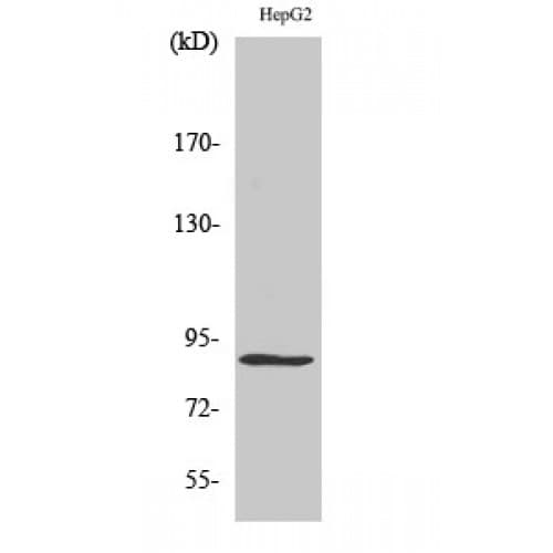 MCM5 Antibody (40-120 aa, N-terminal)