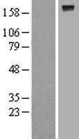 PTPRJ / CD148 Protein (Over-Expression Lysate Myc-DDK (Flag))