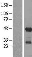 APOBEC3G / CEM15 Protein (Over-Expression Lysate Myc-DDK (Flag))
