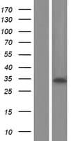 SPSB4 Protein (Over-Expression Lysate Myc-DDK (Flag))