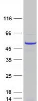 Human RBBP7 / RbAp46 Protein (Recombinant Myc-DDK (Flag))