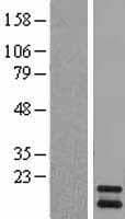 Human PIN4 Protein (Over-Expression Lysate Myc-DDK (Flag))