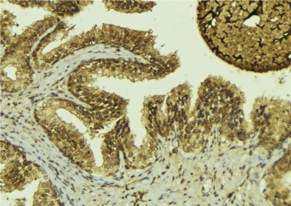 MTAP Antibody