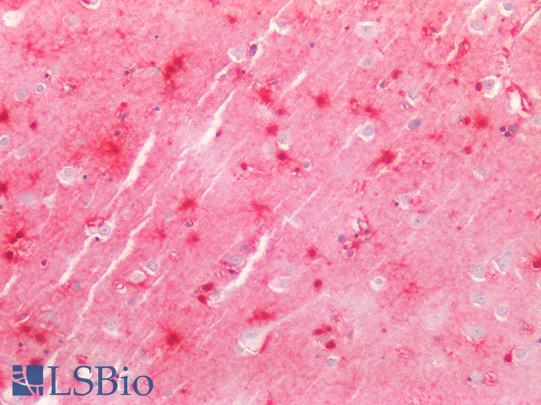 PathPlus™ Monoclonal Mouse anti-Bovine S100 Protein Antibody (clone 4C4.9, IHC)