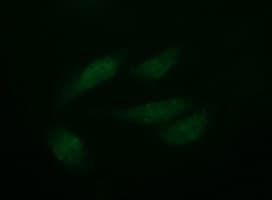 IHC-plus™ CD45 / LCA Antibody (clone 4C11)