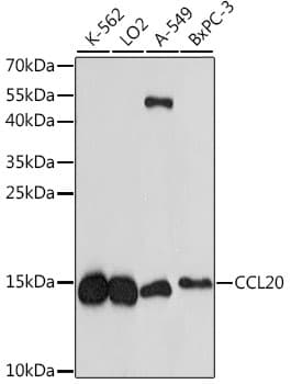 CCL20 / MIP-3-Alpha Antibody