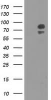 OSBPL11 Antibody (clone OTI2C8, Carrier-free)