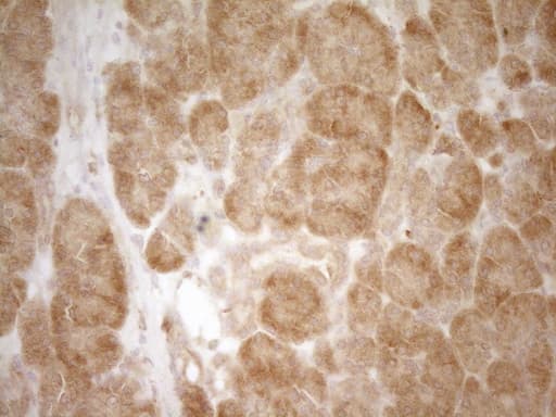 GRN / Granulin Antibody (aa327-593, clone OTI2F4)