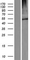FBXW12 Protein (Over-Expression Lysate Myc-DDK (Flag))