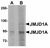 KDM3A / JMJD1A Antibody