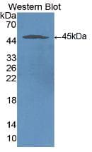 ICAM-1 / CD54 Antibody (aa41-464)