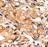 RAD9A / RAD9 Antibody (phospho-Ser277)