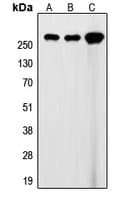 FLNA / Filamin A Antibody (C-Terminus)