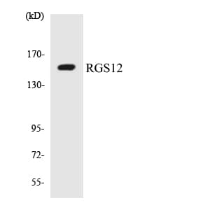 RGS12 Antibody (aa124-173)