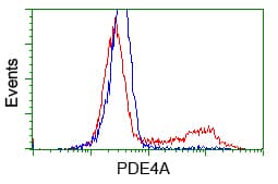 PDE4A / PDE4 Antibody (clone OTI8B7, Carrier-free)