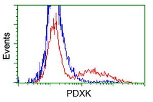 PDXK / PNK Antibody (clone OTI3G2)