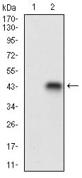 CDAN1 Antibody (aa122-227, clone 1B11A9)