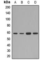 SF3A3 / SF3a60 Antibody