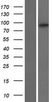 KIF6 Protein (Over-Expression Lysate Myc-DDK (Flag))
