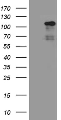 Monoclonal Mouse anti-Human AGO1 / EIF2C Antibody (clone OTI3F5, aa226-490, WB)