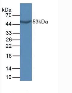 GDF10 / BMP3B Antibody (aa339-477, APC)