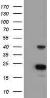 ECI2 / PECI Antibody (clone OTI2H10)
