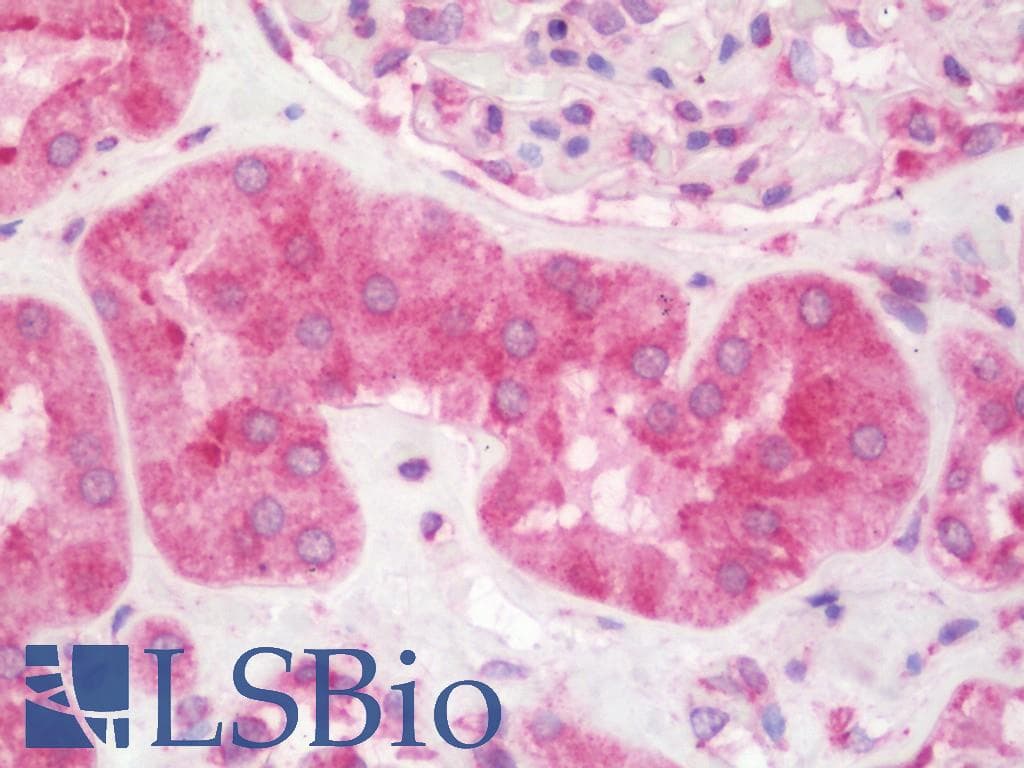 OSM / Oncostatin M Antibody (HRP)