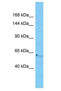 CCDC30 Antibody (aa506-555)
