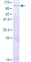 Human ECEL1 Protein (Recombinant GST)