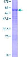 Human MYST1 Protein (Recombinant GST)