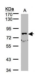 SHKBP1 Antibody (aa162-477)