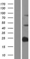 SP140 Protein (Over-Expression Lysate Myc-DDK (Flag))