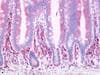 IHC-plus™ Prostaglandin D2 Receptor Antibody (Cytoplasmic Domain)