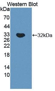 CTSA / Cathepsin A Antibody (aa171-417)