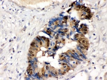 HINT / HINT1 Antibody