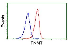 PNMT Antibody (clone OTI1B7)